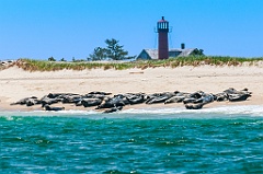 Seals Sunbathing in Front of Monomoy Lighthouse